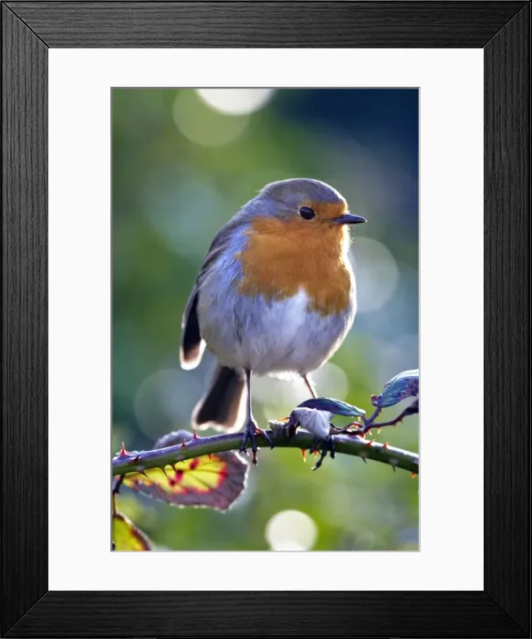 Framed Print : Robin - Cornwall - UK Framed Print : Robin - Cornwall - UK
