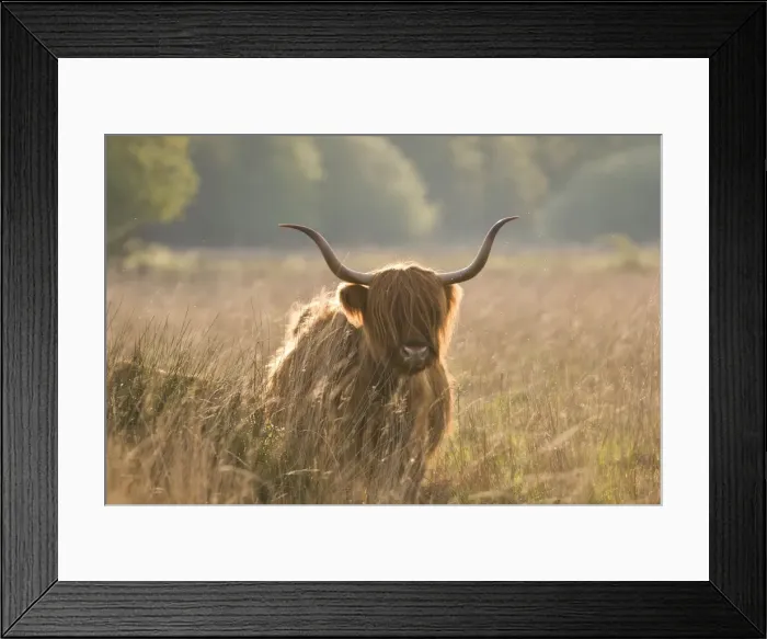 Framed Print : Highland Cattle - Norfolk grazing marsh - UK Framed Print : Highland Cattle - Norfolk grazing marsh - UK