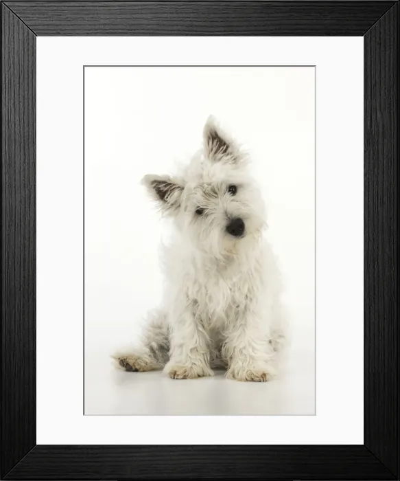 Framed Print : DOG. West highland white terrier puppy Framed Print : DOG. West highland white terrier puppy