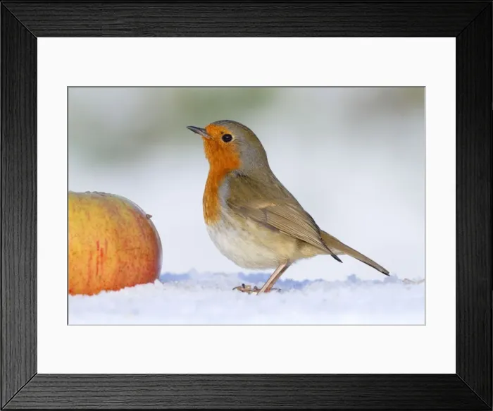 Framed Print : Robin - in winter snow with apple - Cornwall - UK Framed Print : Robin - in winter snow with apple - Cornwall - UK