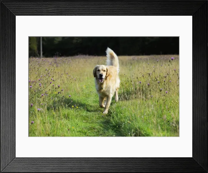 Framed Print : Dog. Golden Retriever in field Framed Print : Dog. Golden Retriever in field