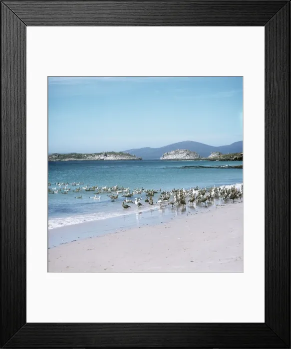 Framed Print : Upland Goose - in typical coastal habitat - Falkland Island Framed Print : Upland Goose - in typical coastal habitat - Falkland Island