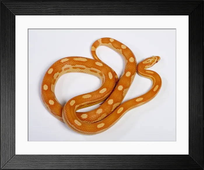 Framed Print : Corn / Red Rat Snake - “Crealmsicle motley” mutation - North America Framed Print : Corn / Red Rat Snake - “Crealmsicle motley” mutation - North America