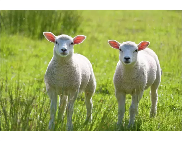 Lambs - Norfolk - UK