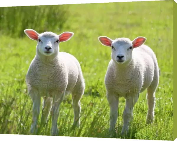 Lambs - Norfolk - UK