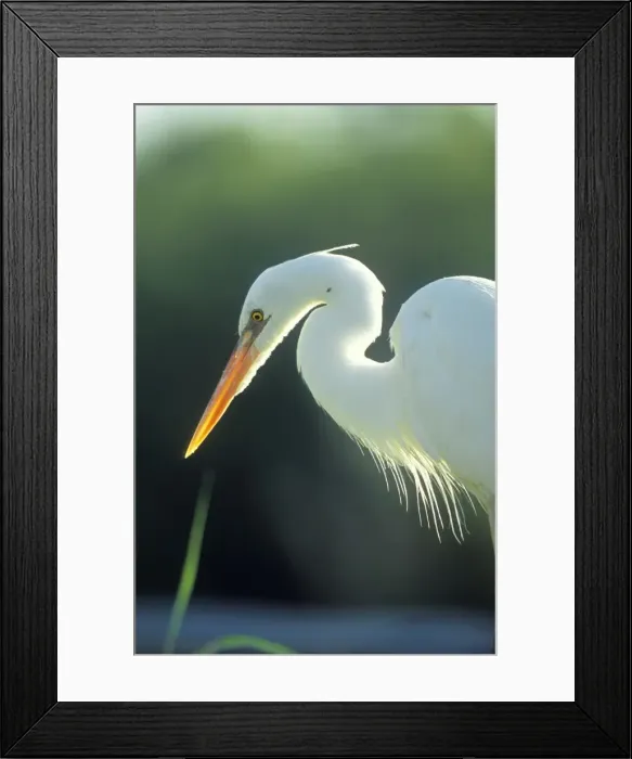 Framed Print : Great Egret - Everglades, Florida, USA Framed Print : Great Egret - Everglades, Florida, USA