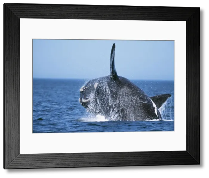 Framed Print : Southern Right Whale WAT 6756 Eubalaena australis © M. Watson / ARDEA LONDON Framed Print : Southern Right Whale WAT 6756 Eubalaena australis © M. Watson / ARDEA LONDON