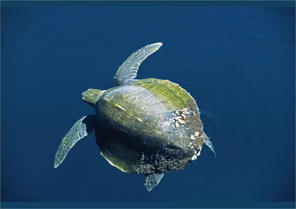 Olive Ridley Turtle
