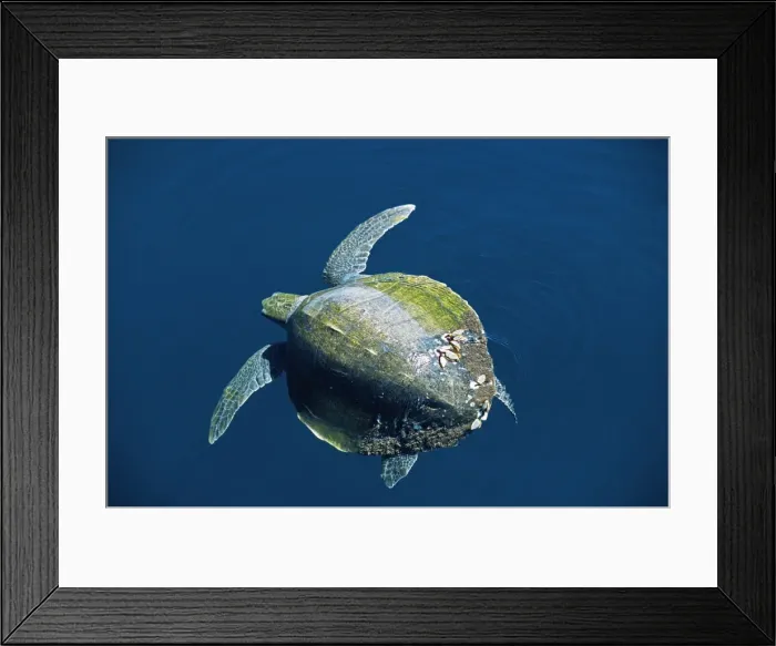Framed Print : Olive Ridley Turtle Framed Print : Olive Ridley Turtle