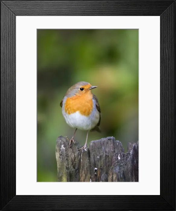 Framed Print : Robin - Cornwall - UK Framed Print : Robin - Cornwall - UK
