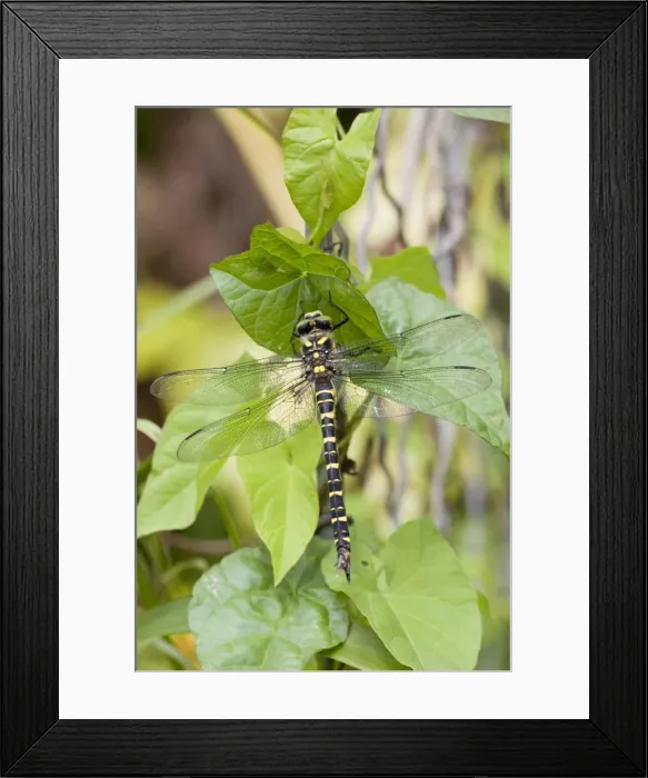Framed Print : Golden Ringed Dragonfly - Cornwall - UK Framed Print : Golden Ringed Dragonfly - Cornwall - UK