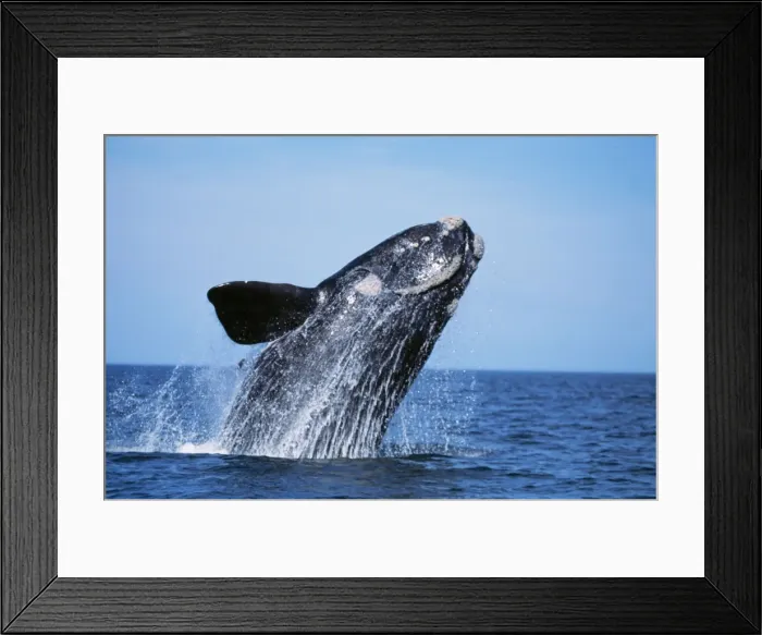 Framed Print : Southern Right Whale WAT 6756 Eubalaena australis © M. Watson / ARDEA LONDON Framed Print : Southern Right Whale WAT 6756 Eubalaena australis © M. Watson / ARDEA LONDON