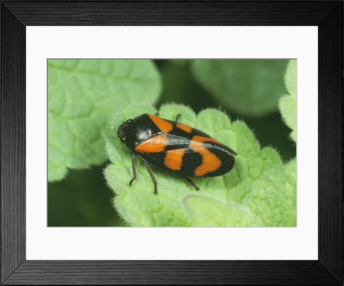 Framed Print : Red & Black Froghopper JLMO 1434 Cercopis vulnerata © John Mason / ARDEA LONDON Framed Print : Red & Black Froghopper JLMO 1434 Cercopis vulnerata © John Mason / ARDEA LONDON
