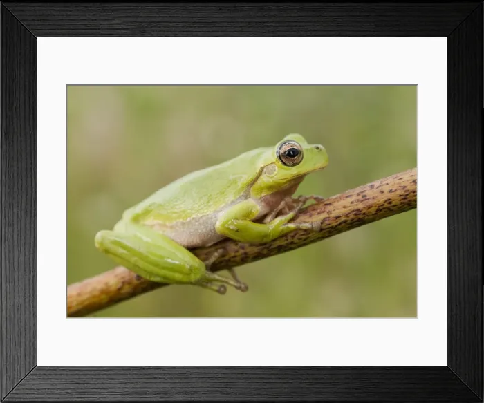 Framed Print : Tyrrhenian Tree Frog - Pond of Biguglia - Corsica - France Framed Print : Tyrrhenian Tree Frog - Pond of Biguglia - Corsica - France