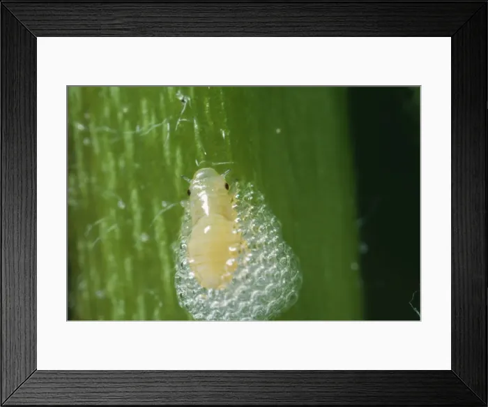Framed Print : Froghopper Nymph  /  Cuckoo-spit Insect AEB 1675 Phylaenus © Liz Bomford  /  ARDEA LONDON