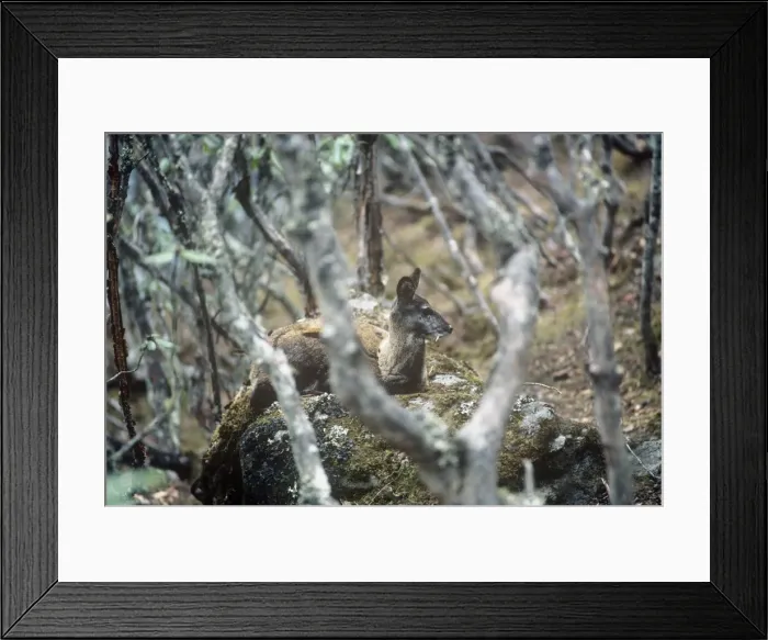 Framed Print : Musk Deer - male - Everest National Park - Nepal Framed Print : Musk Deer - male - Everest National Park - Nepal