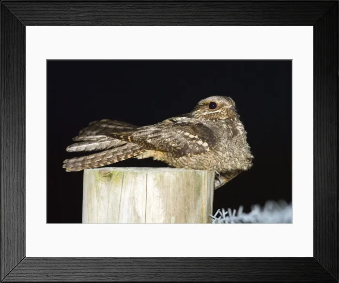 Framed Print : Nightjar - on a post Framed Print : Nightjar - on a post