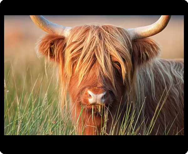 Highland Cattle - chewing on grass - Norfolk grazing marsh - UK