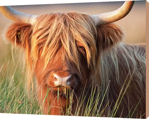Highland Cattle - chewing on grass - Norfolk grazing marsh - UK
