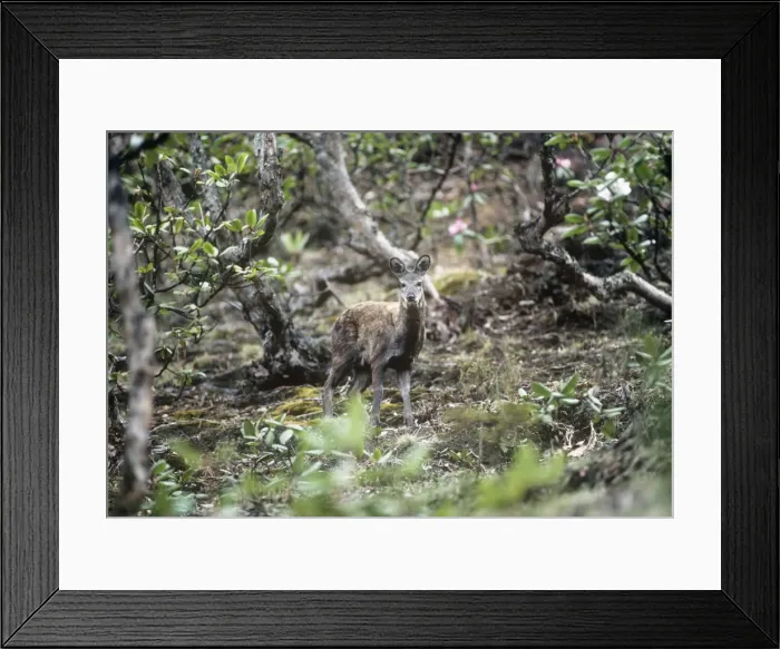 Framed Print : Musk Deer - in Rhododendron forest Framed Print : Musk Deer - in Rhododendron forest