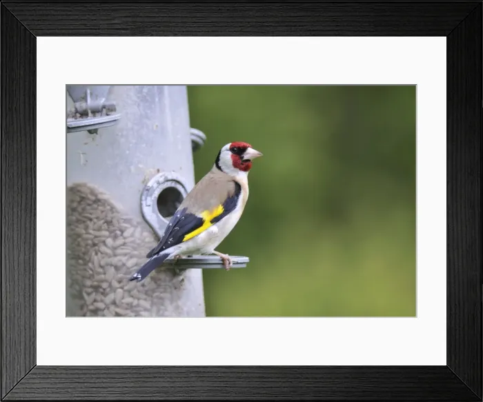 Framed Print : Goldfinch - at bird feeder Framed Print : Goldfinch - at bird feeder