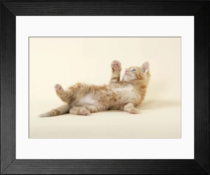 Framed Print : KITTEN. ( ginger) playing Framed Print : KITTEN. ( ginger) playing