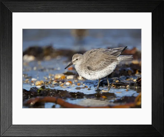 Framed Print : Knot - on the beach - Cornwall Framed Print : Knot - on the beach - Cornwall