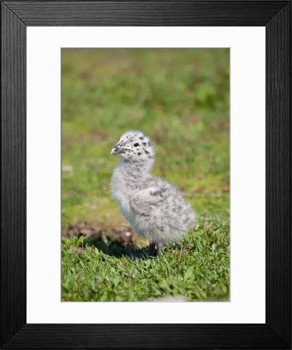 Framed Print : Great Black Backed Gull - chick - Wales - UK Framed Print : Great Black Backed Gull - chick - Wales - UK