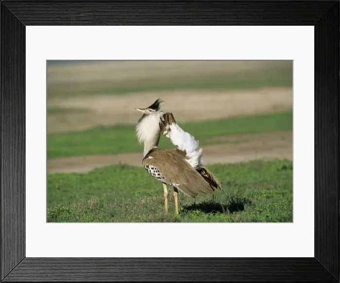 Framed Print : Kori Bustard - displaying - Serengeti - Tanzania Framed Print : Kori Bustard - displaying - Serengeti - Tanzania