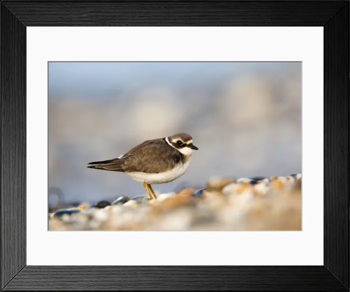 Framed Print : Ringed Plover - juvenile bird - UK Framed Print : Ringed Plover - juvenile bird - UK