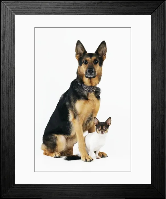 Framed Print : DOG. German shepherd sitting with chihuahua in between feet Framed Print : DOG. German shepherd sitting with chihuahua in between feet