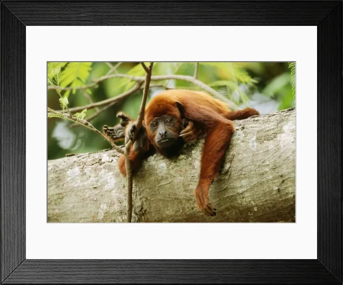 Framed Print : Red Howler Monkey Framed Print : Red Howler Monkey