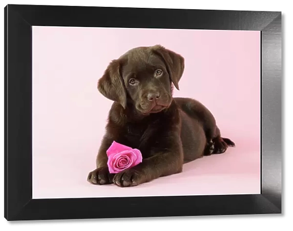 DOG. Chocolate Labrador puppy laying down with rose