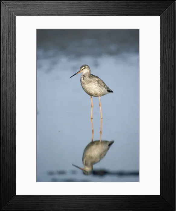 Framed Print : Spotted Redshank Framed Print : Spotted Redshank