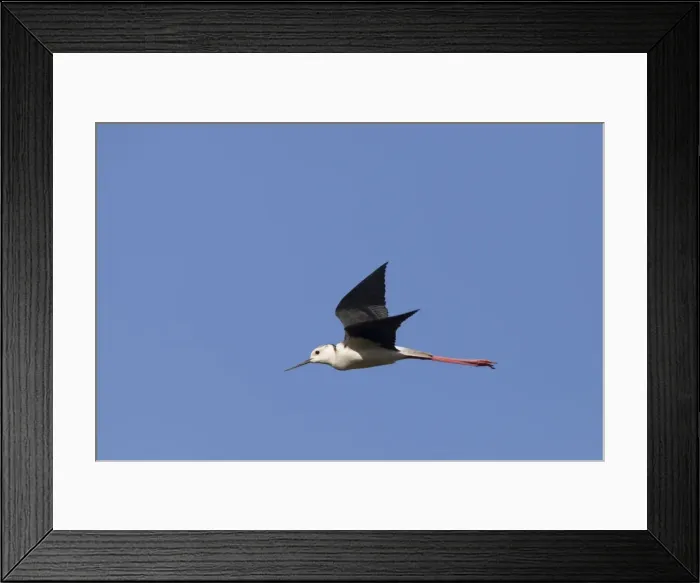 Framed Print : Black winged Stilt - adult in flight - Southern Spain Framed Print : Black winged Stilt - adult in flight - Southern Spain