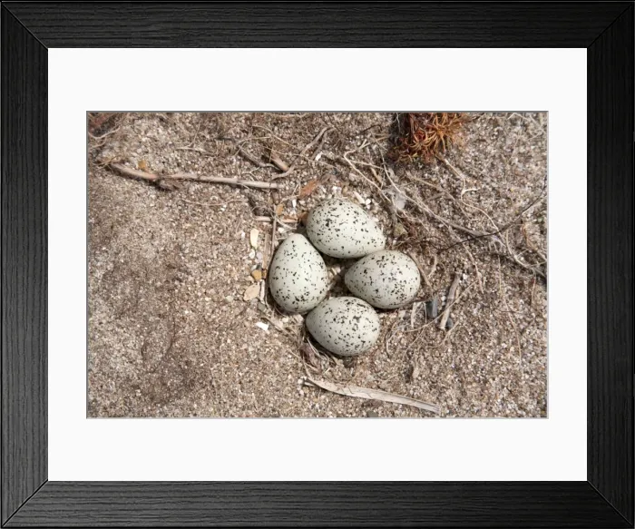 Framed Print : Ringed Plover Eggs - UK Framed Print : Ringed Plover Eggs - UK