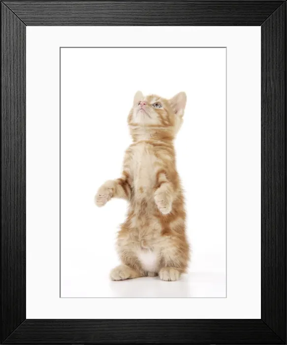 Framed Print : KITTEN. ( ginger) sitting up Framed Print : KITTEN. ( ginger) sitting up