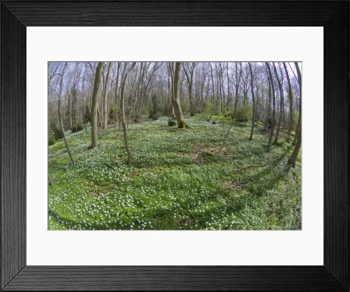 Framed Print : Wood Anemone - in wood - Nottinghamshire - UK