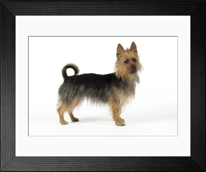 Framed Print : Dog. Australian Terrier Framed Print : Dog. Australian Terrier