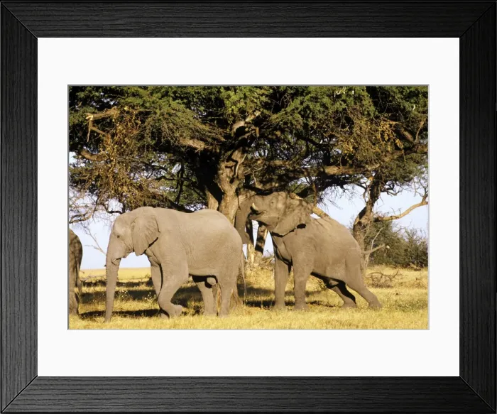 Framed Print : African Elephants - shaking down Camelthorn pods to eat - Botswana Framed Print : African Elephants - shaking down Camelthorn pods to eat - Botswana