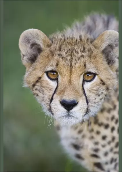 Cheetah - 7-9 month old cub - Masai Mara Conservancy - Kenya