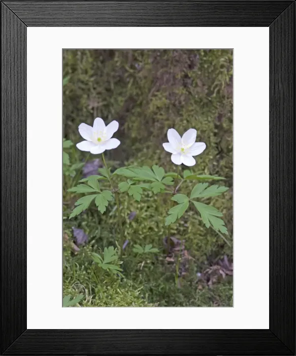 Framed Print : Wood Anemone - close up of two flowers - Nottinghamshire - UK Framed Print : Wood Anemone - close up of two flowers - Nottinghamshire - UK