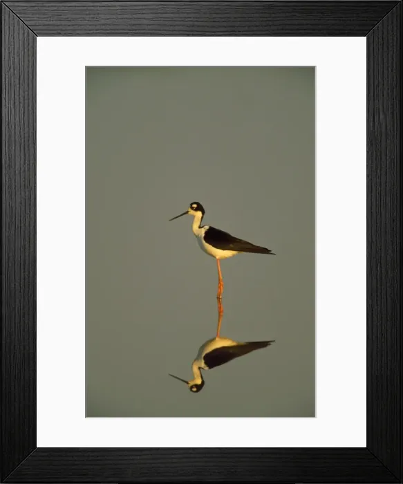 Framed Print : Black-winged Stilt Framed Print : Black-winged Stilt