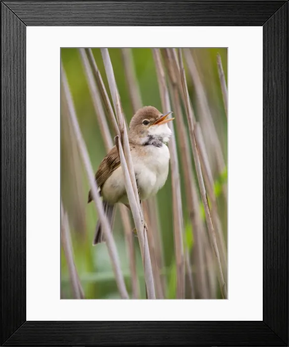 Framed Print : Reed Warbler - singing - Cornwall - UK