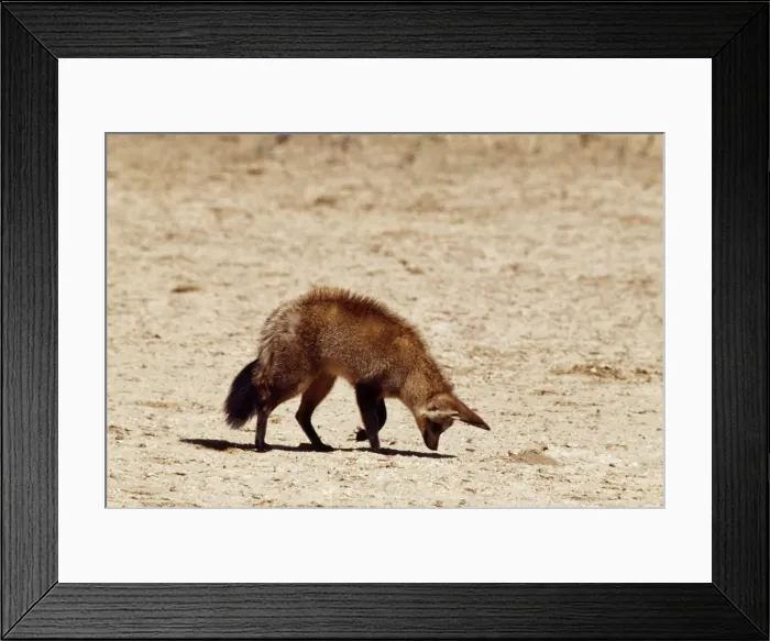Framed Print : Bateared Fox CH 4463 Listens for grubs underground. Kalahari Gemsbok Park, South Africa. Otocyon megalotis © Clem Haagner / ARDEA LONDON Framed Print : Bateared Fox CH 4463 Listens for grubs underground. Kalahari Gemsbok Park, South Africa. Otocyon megalotis © Clem Haagner / ARDEA LONDON