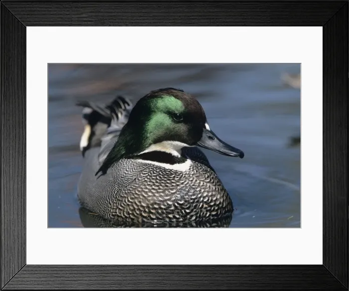 Framed Print : Falcated Duck Framed Print : Falcated Duck
