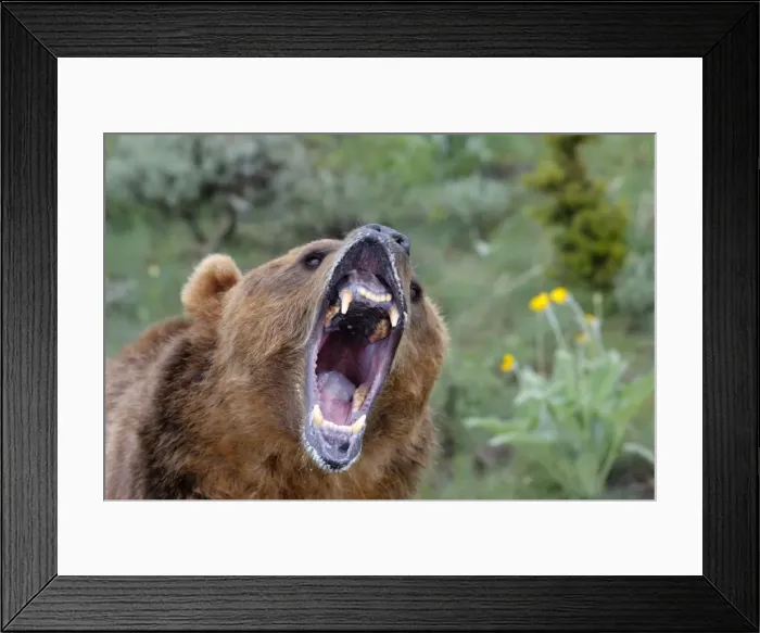 Framed Print : Grizzly bear - roaring / callling. Montana - USA Framed Print : Grizzly bear - roaring / callling. Montana - USA