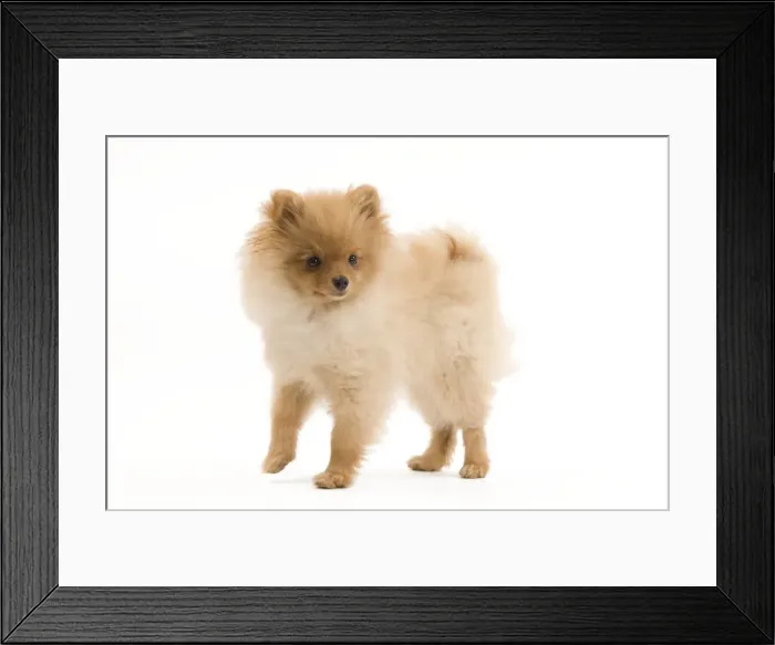 Framed Print : Dog - Dog - Dwarf Spitz / Pomeranian - 6 month old puppy - orange colourting. Also know as Spitz nain Framed Print : Dog - Dog - Dwarf Spitz / Pomeranian - 6 month old puppy - orange colourting. Also know as Spitz nain