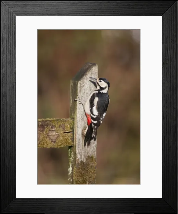 Framed Print : Great Spotted Woodpecker - female - Cornwall - UK Framed Print : Great Spotted Woodpecker - female - Cornwall - UK