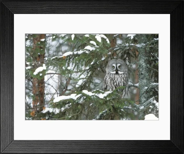 Framed Print : Great Grey Owl - Finland Framed Print : Great Grey Owl - Finland